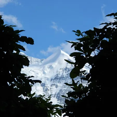 Historic Falken Wengen