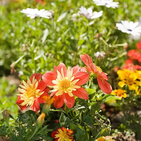 Historic Falken Wengen