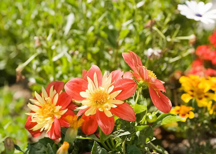 Historic Falken Wengen